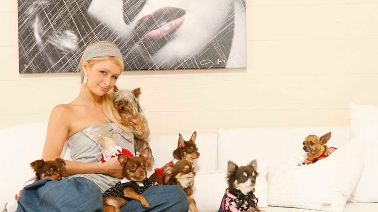 Los chihuahuas siempre han estado presentes en la vida de Paris Hilton. Foto: Dan MacMedan - USA TODAY