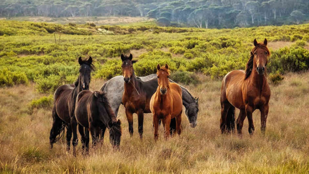 Muchas de las creencias sobre los alimentos de origen animal que se consumen son erradas.