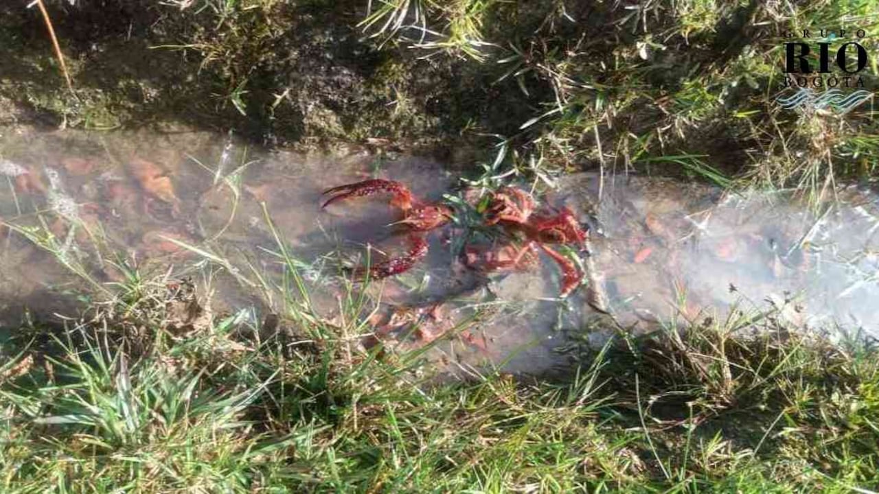 La especie Procambarus clarkii, conocida como cangrejo de pantano rojo o de Lousiana, es una invasora que es nativa de Estados Unidos y México. Foto: Secretaría de Ambiente (SDA)