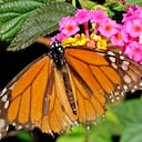 Cortesía: elcoleccionistadeinstantes.com