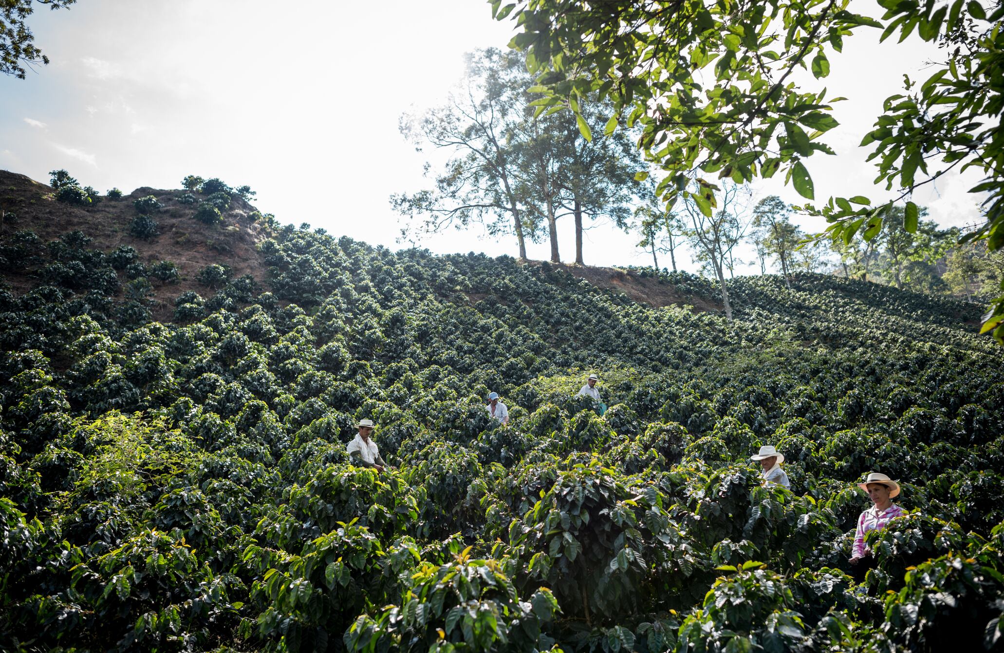Caturra. Es uno de los tipos más sembrados en el país por su alto rendimiento y su buen sabor. Esta variedad de porte bajo, es más pequeña que la Típica, el Borbón y el Tabi, y se caracteriza por tener cogollos de color verde oscuro, hojas grandes, redondas y anchas, y tronco grueso. Foto: Getty Images