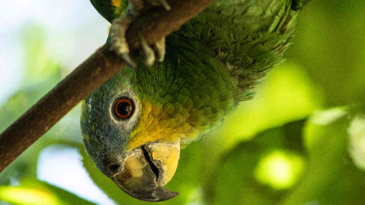 33 loros y 10 pericos regresaron a la libertad en una finca al norte del Tolima. Foto: Cortolima