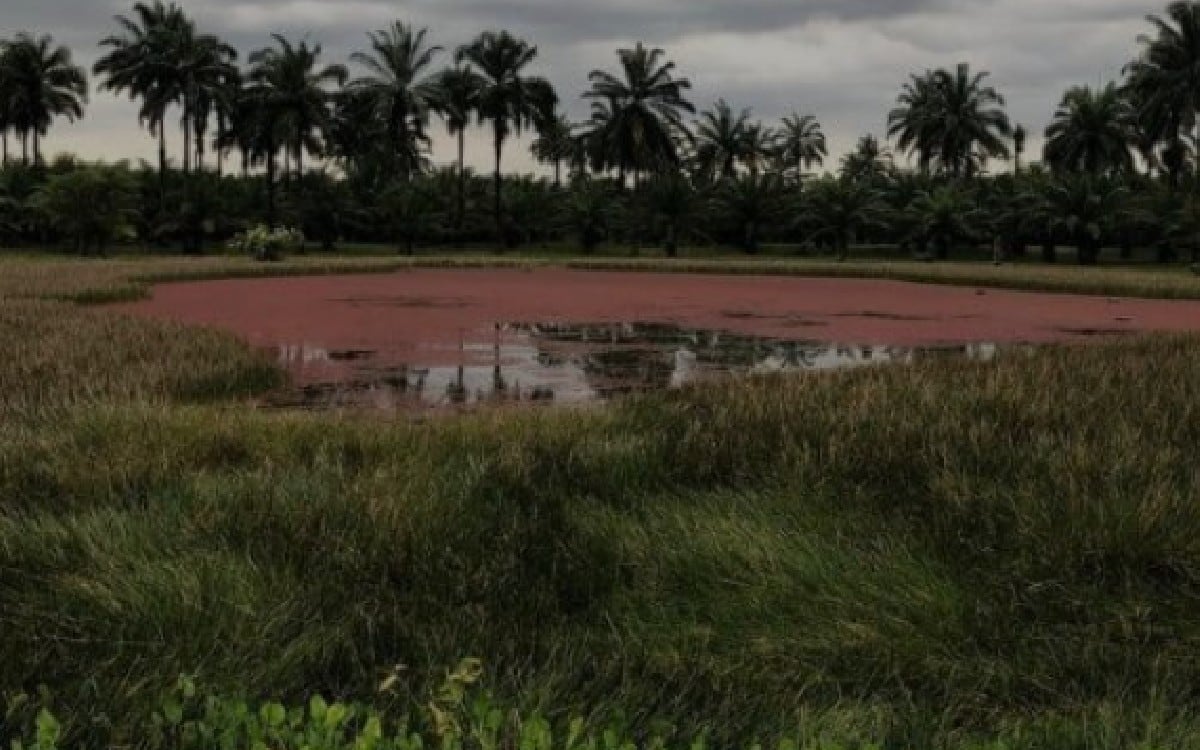 Laguna Rosada en Acacías, Meta.
