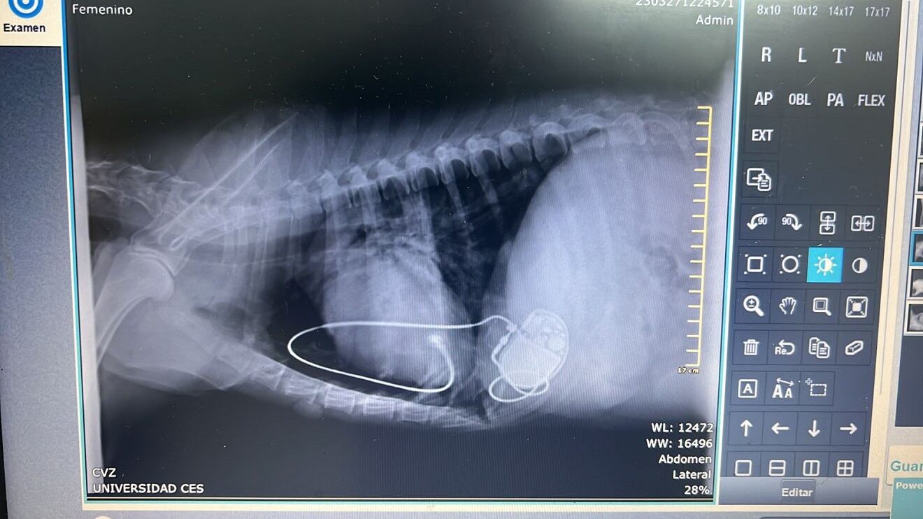 Marcapasos en perrita Candy