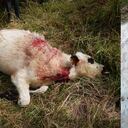 Más de 60 vacas han sido atacadas y asesinadas supuestamente por osos en Pijao, Quindío.