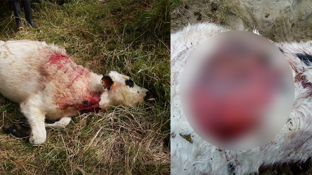 Más de 60 vacas han sido atacadas y asesinadas supuestamente por osos en Pijao, Quindío.