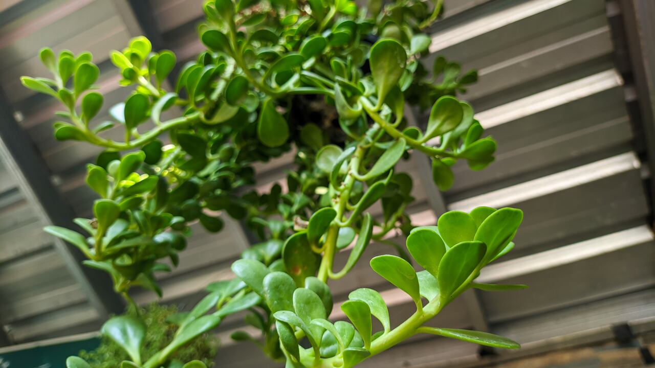 El árbol de jade se puede utilizar como planta colgante y se le conoce como kleinia petraea.