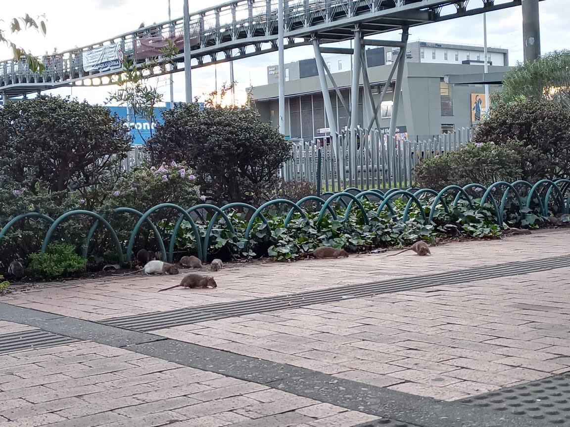La situación ha generado alarma entre los bogotanos.