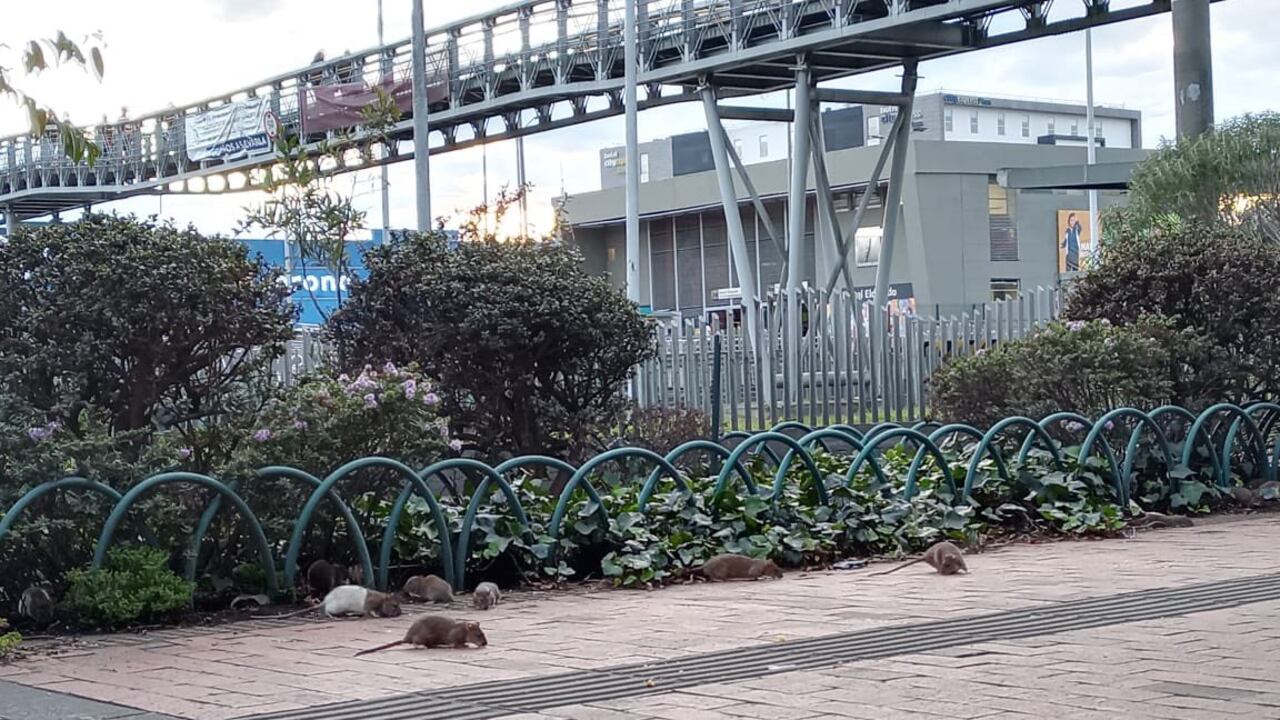 La situación ha generado alarma entre los bogotanos.