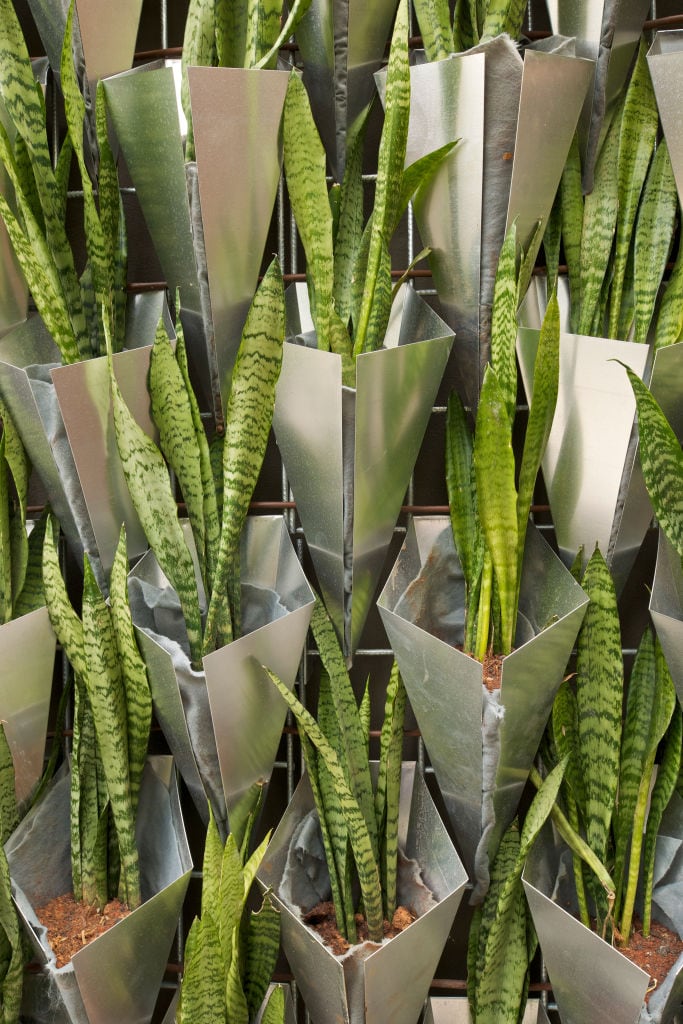 Firma Casa, Jardim Paulistano, Sao Paulo, Brazil, Campana Bothers & Super Limao, Sansevieria Trifasciata Displayed In Aluminum Containerscampana Brothers & Super Limao, Brazil, Architect, . (Photo by View Pictures/Universal Images Group via Getty Images)