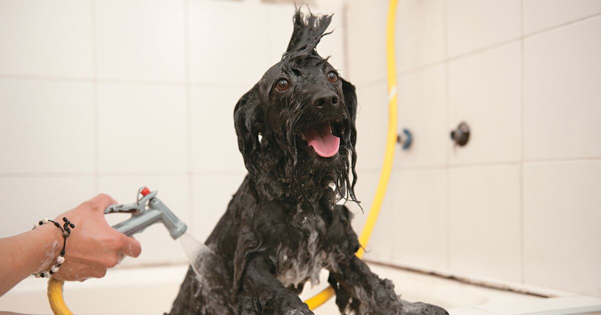 El abuso provocó la renuncia de algunos peluqueros.