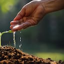 La siembra y los negocios de árboles generan cerca de 100.000 mil empleos en Colombia.