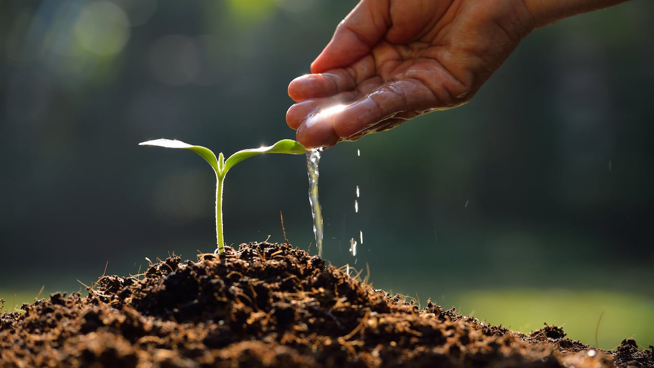 La siembra y los negocios de árboles generan cerca de 100.000 mil empleos en Colombia.