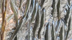 El Parakneria thysi ascendió las cataratas Luvilombo durante las inundaciones estacionales de la cuenca del Congo.