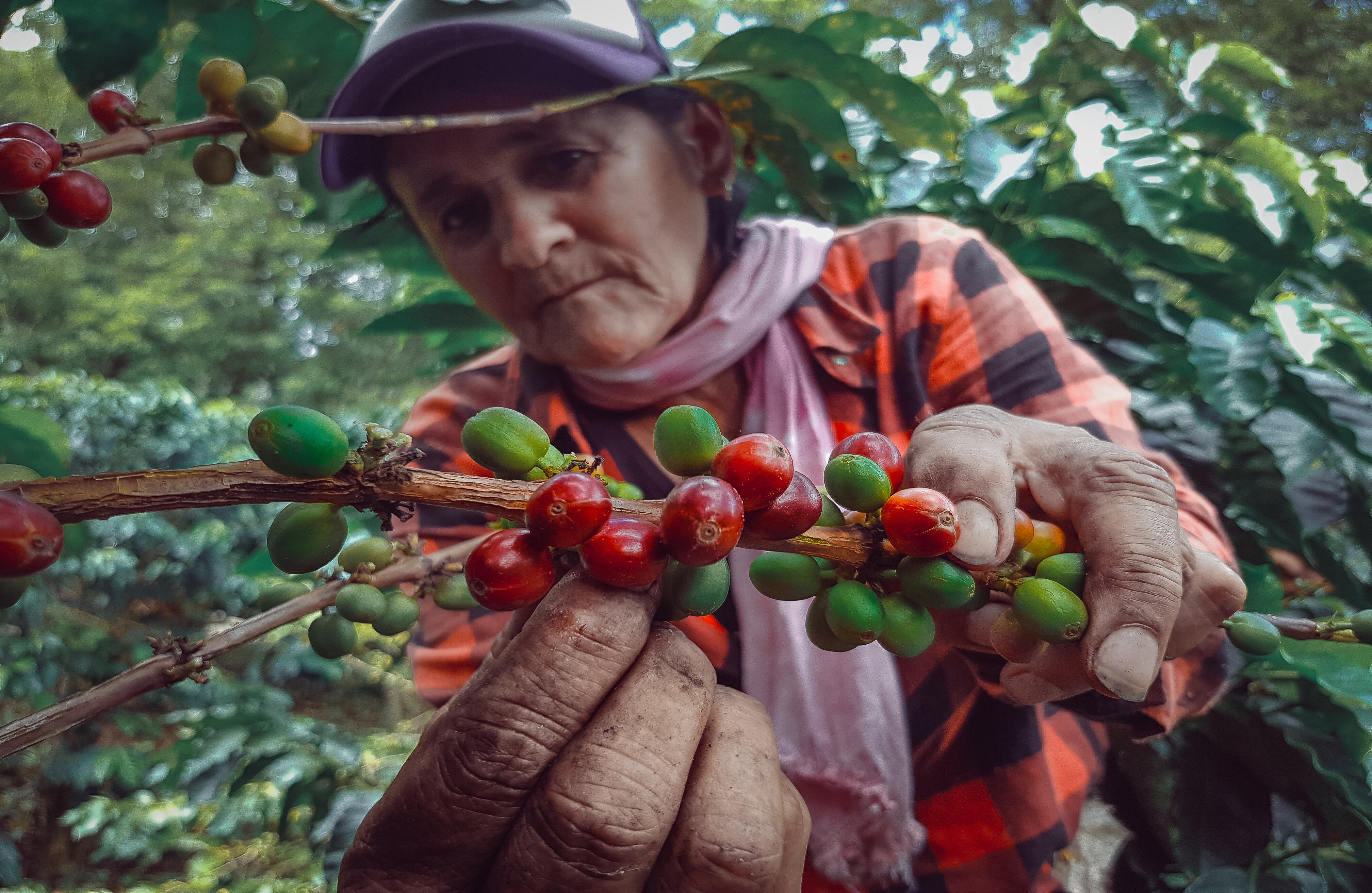 ONU Mujeres estima que “si las mujeres tuvieran el mismo acceso a los recursos productivos que los hombres, aumentaría el rendimiento de sus exportaciones agrícolas entre un 20 y 30 por ciento”. GettyImages