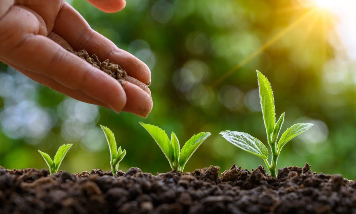 Abono para las plantas.