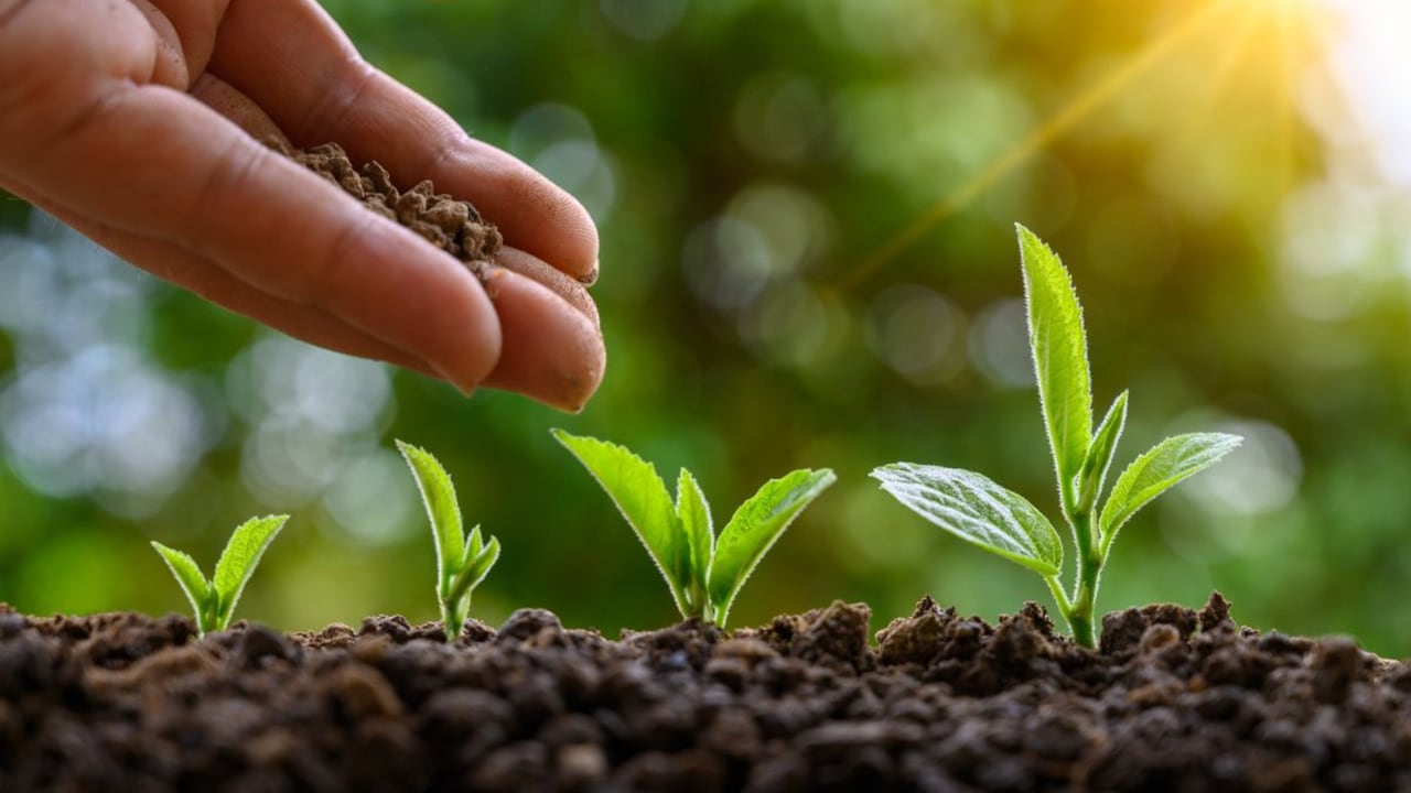 Abono para las plantas.