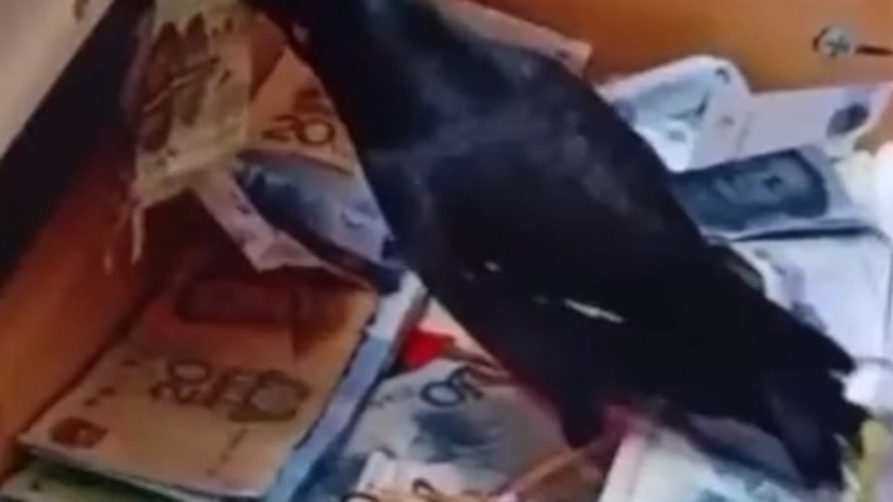 Una myna se hace viral en Twitter por "robar"