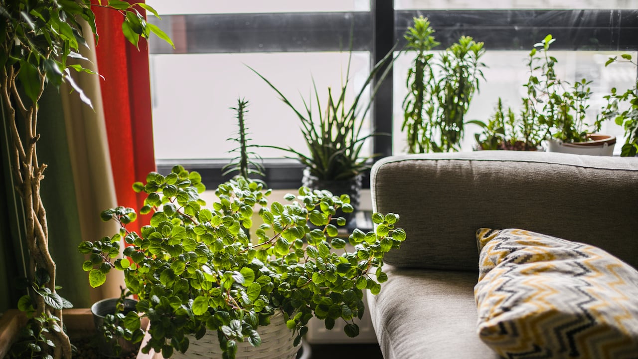 La planta millonaria necesita más que agua para mantenerse verde y saludable dentro del hogar.