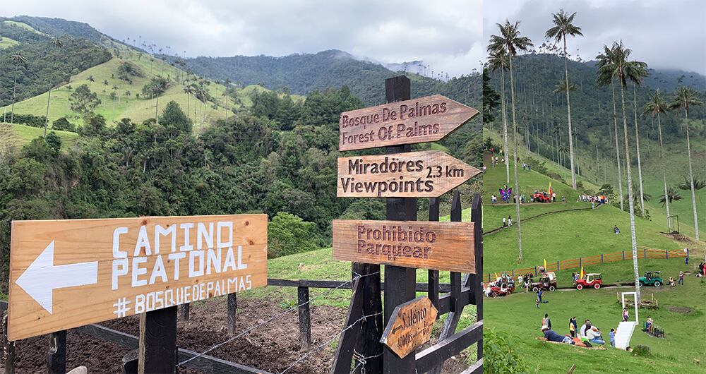 Los terratenientes compraron gran parte de los predios disponibles en el valle del Cocora para turismo y cultivo de aguacate. Los pocos campesinos que quedaron tuvieron que irse, pues la zona se volvió demasiado costosa para subsistir.