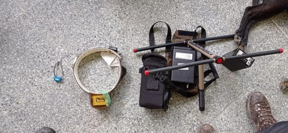 Collar de GPS puesto a Osa andina llamada Pensilvania