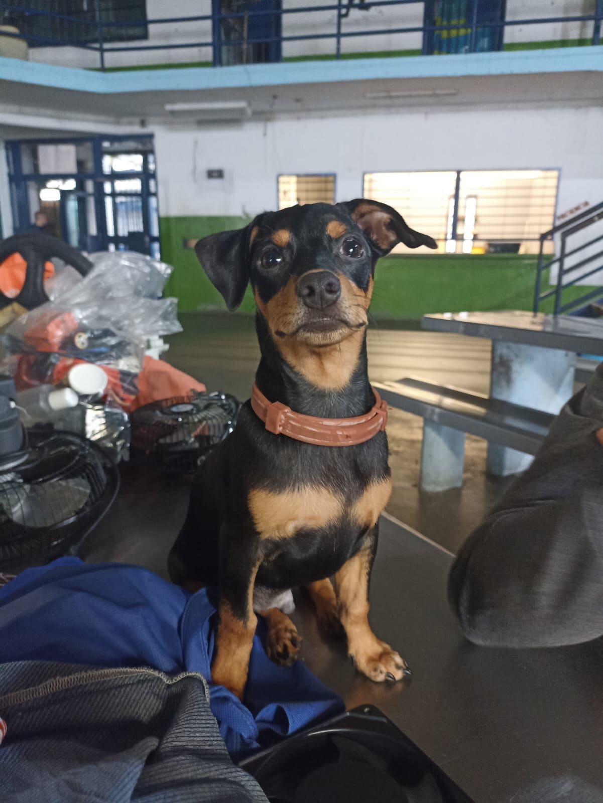 Mascota Cárcel Picaleña