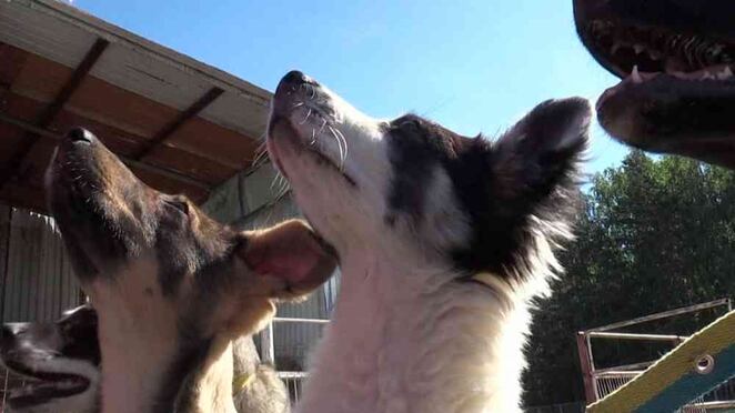 Varios perros callejeros se preparan para una nueva vida en Estados Unidos.