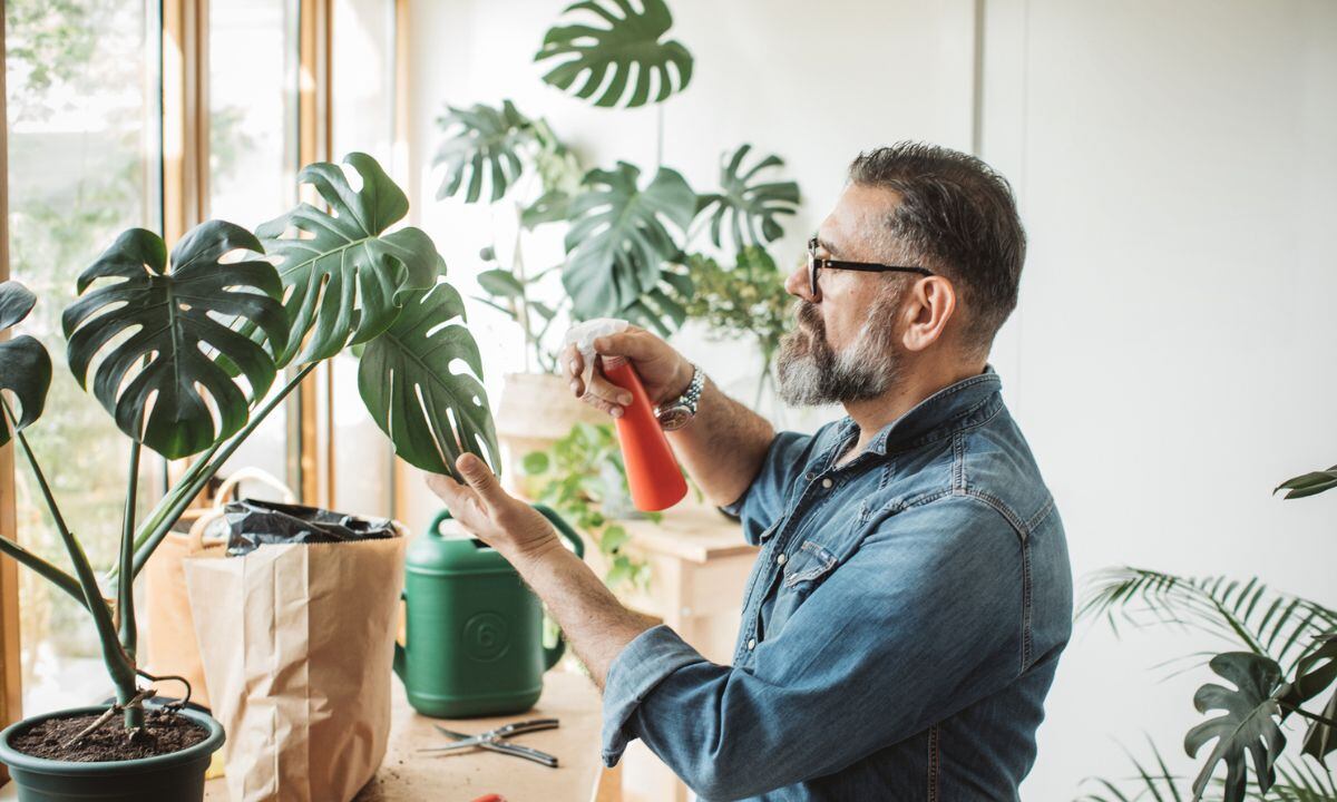 Así se usa el vinagre blanco en las plantas.
