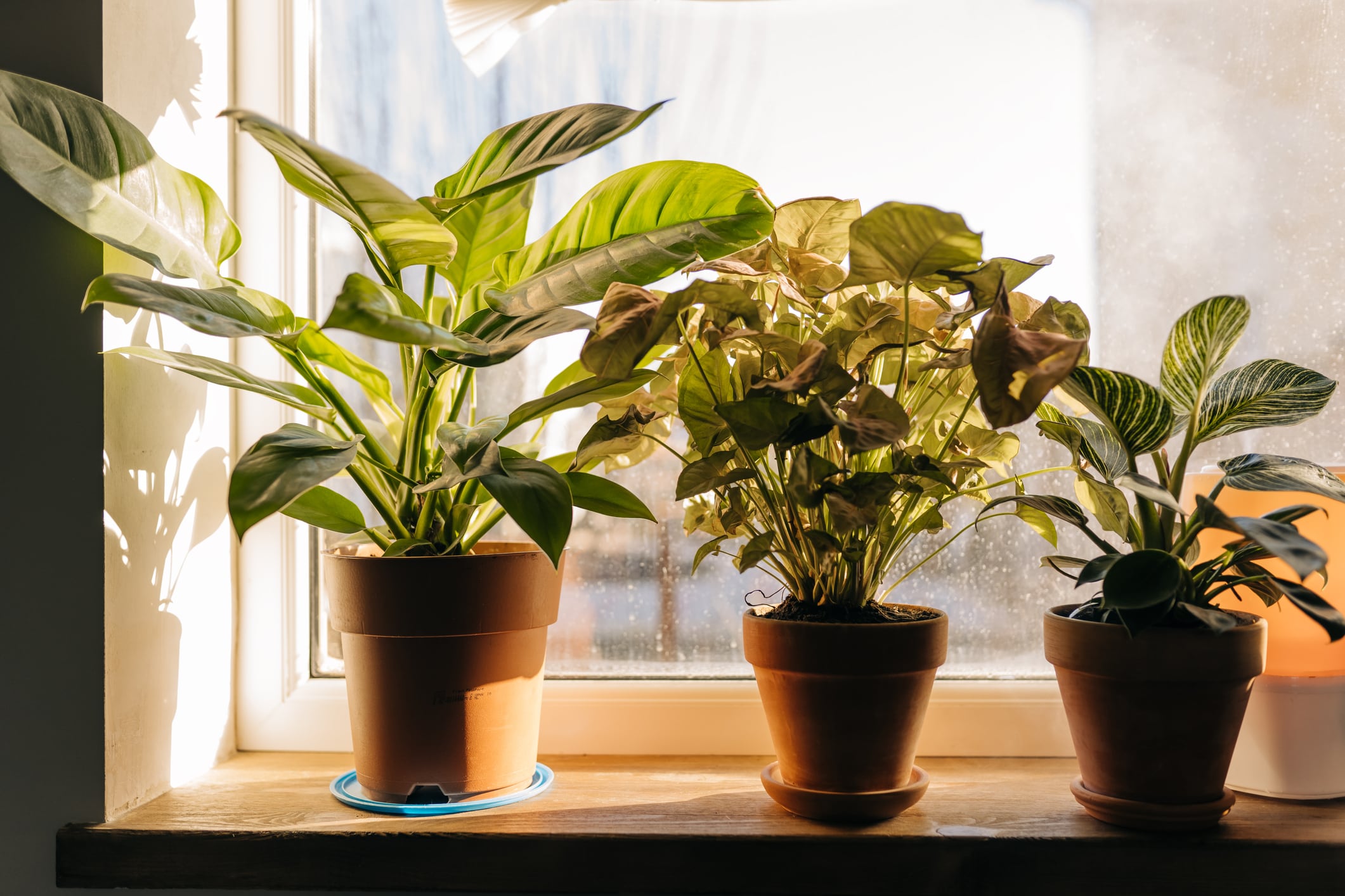 Las plantas recién trasplantadas pueden ser más vulnerables cuando aumenta la temperatura.