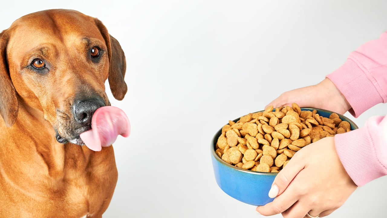 Darle comida a la mascota.