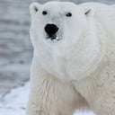 El Arctic National Wildlife Refuge es el hogar de 37 mamíferos terrestres, entre estos el oso polar. Foto: Archivo/Semana. | Donald Trump aprobó explotación petrolera en santuario protegido | Mundo hoy