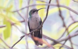 El colibrí se caracteriza por la terminación de sus alas y por su plumaje: el macho es azul y la hembra tiene el pecho blanco.