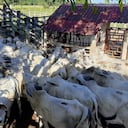 La Fiscalía ocupó con fines de extinción de dominio más de un billón de pesos en propiedades del extraditado esmeraldero Pedro Orejas.