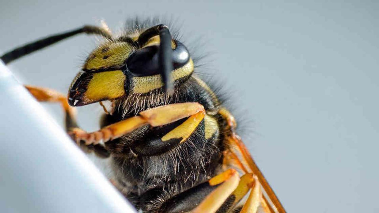 Los avispones asiáticos hacen nidos subterráneos a diferencia de otras especies del género Vespa. Usan huecos generados por la descomposición de madera de raíces, o los nidos abandonados de roedores, serpientes u otros animales excavadores. Foto: archivo/Semana.