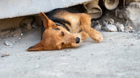 Mascota en terremoto