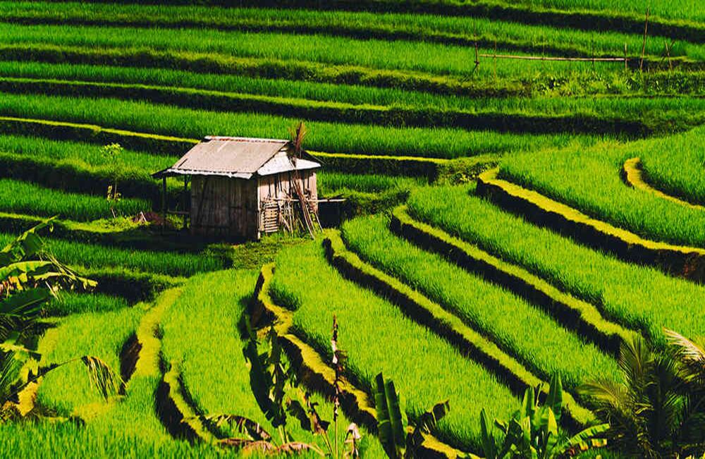 Desde el año 2012, este archipiélago tiene como propósito dentro de su política de estado ser autosuficiente en la producción de arroz. Foto: iStock.