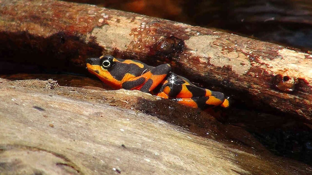 Expertos aseguran que la rana arlequín está a punto de quedar extinta. Foto: Archivo/Semana.com