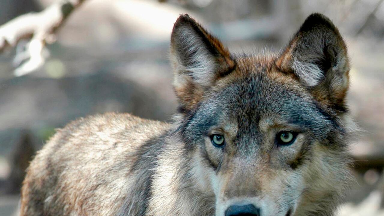 En el estudio se sometió a 10 lobos y 12 perros a una prueba de comportamiento.