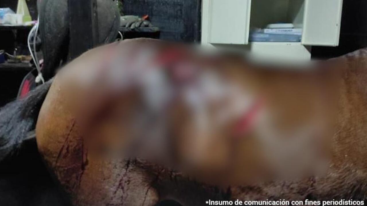 Yeferson Humberto González Quiroga sería el responsable de atacar con arma cortopunzante en 14 oportunidades a una yegua en estado de gestación.