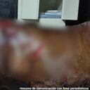 Yeferson Humberto González Quiroga sería el responsable de atacar con arma cortopunzante en 14 oportunidades a una yegua en estado de gestación.