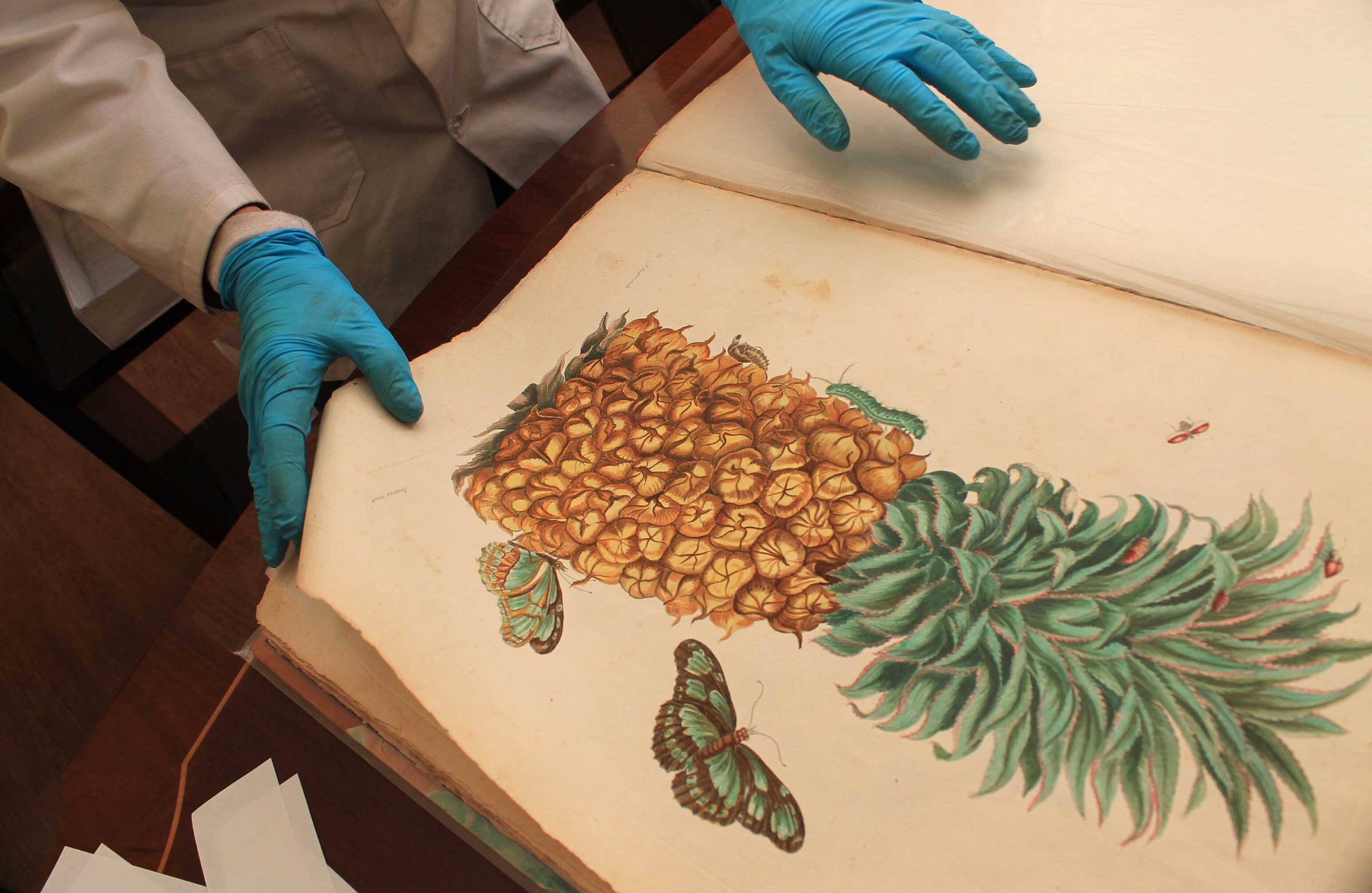 ‘Recueil des Plantes des Indes’ de la alemana María Sibilia Merano (1768). Foto: Álvaro Tavera.