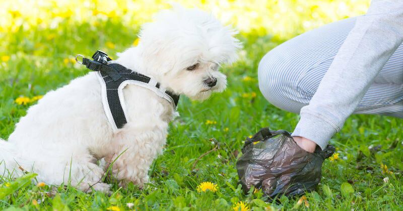 No recoger los desechos de sus mascotas generará una multa. 