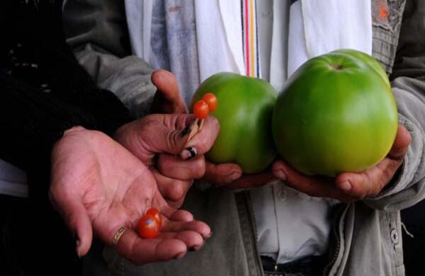 El tomate más grande y el más pequeño. 