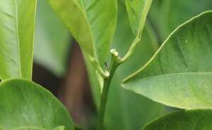El psílido asiático, un insecto que ataca los árboles de cítricos, es uno de los que puede llegar a aumentar su población significativamente. Foto: AFP/Archivos / ROBYN BECK