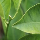 El psílido asiático, un insecto que ataca los árboles de cítricos, es uno de los que puede llegar a aumentar su población significativamente. Foto: AFP/Archivos / ROBYN BECK