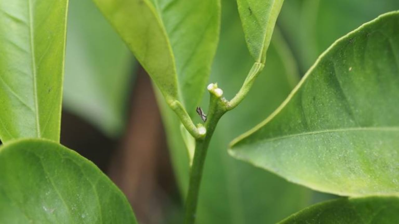 El psílido asiático, un insecto que ataca los árboles de cítricos, es uno de los que puede llegar a aumentar su población significativamente. Foto: AFP/Archivos / ROBYN BECK