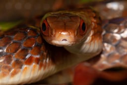 Chinonius grandiscuamis, Falan, Tolima.