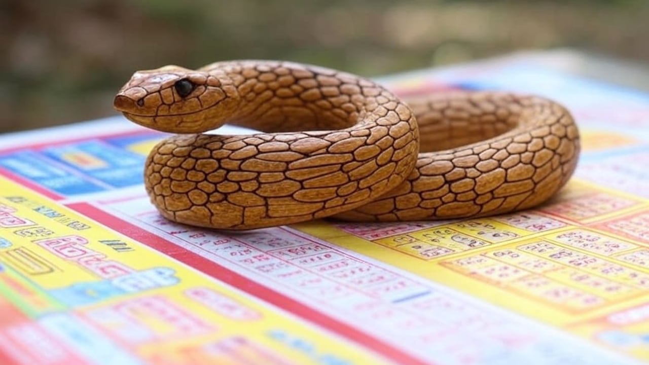 La Serpiente de Madera trae consigo números que podrían ser claves para ganar en la lotería.