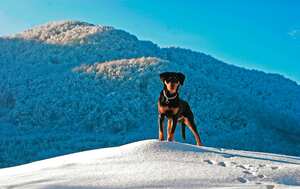 Un bas rouge en una colina, en invierno. Estudios han mostrado que las patas de los perros están preparadas para enfrentar las temperaturas heladas de la nieve, comparando sus capacidades con las de los pingüinos.