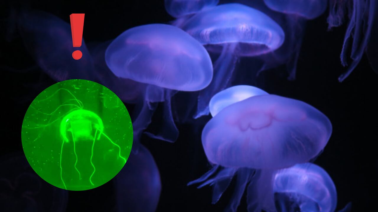 Un nuevo mecanismo de vigilancia submarina creado en China está causando inquietud internacional por su capacidad de operar sin ser detectado.